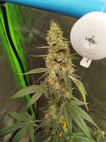 Growreport Bild 6