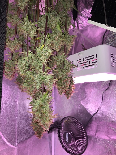 Growreport Bild 4