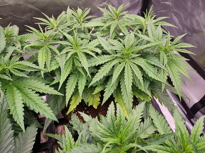 Growreport Bild 43