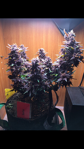 Growreport Bild 3