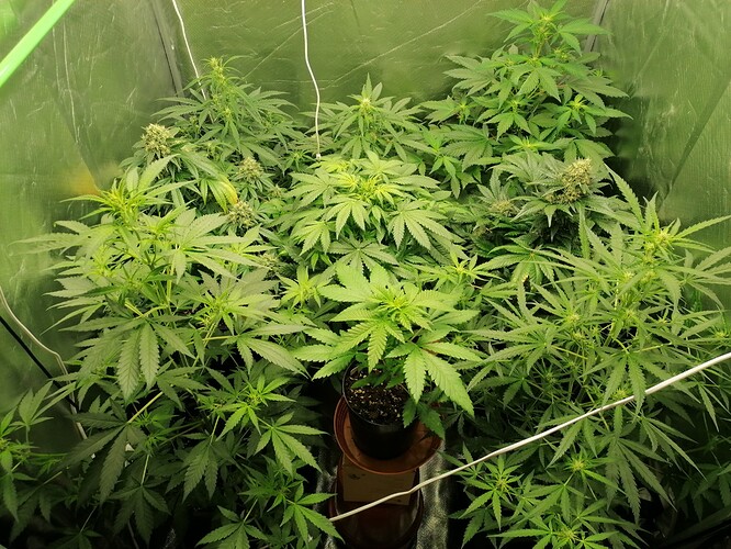Growreport Bild 16