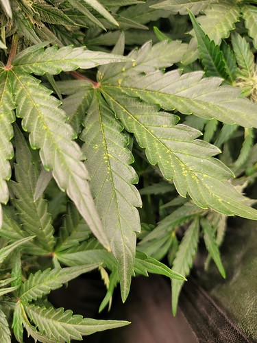 Growreport Bild 8