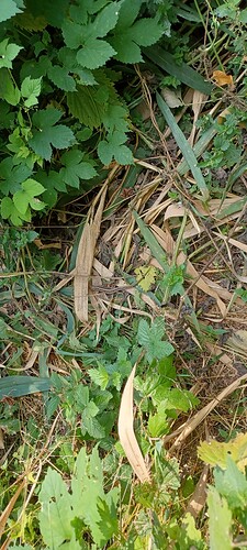 Growreport Bild 4
