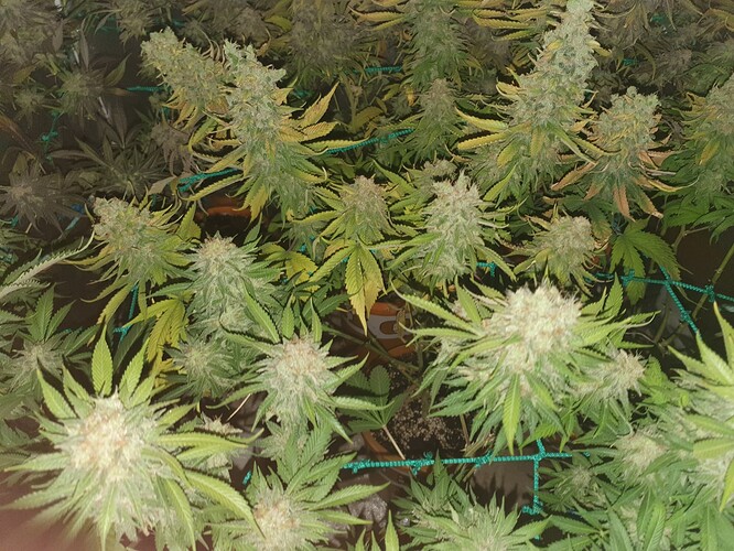 Growreport Bild 1