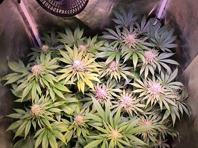 Growreport Bild 16