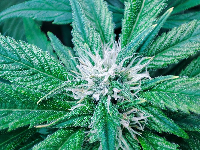 Growreport Bild 61