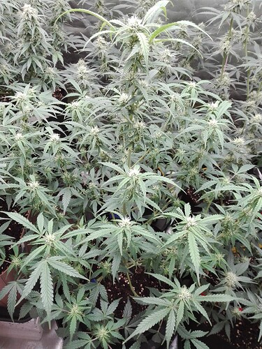 Growreport Bild 5