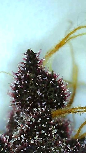 Growreport Bild 7