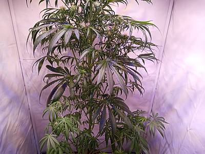 Growreport Bild 4