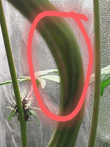 Growreport Bild 5