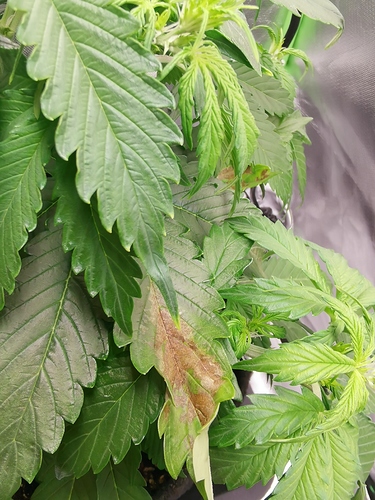 Growreport Bild 5