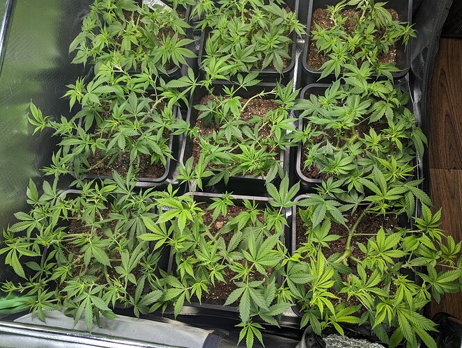 Growreport Bild 1