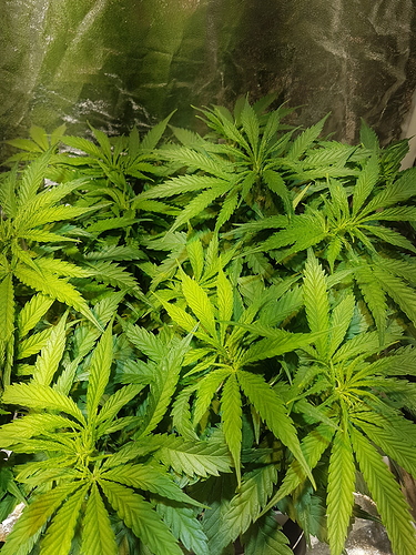 Growreport Bild 11