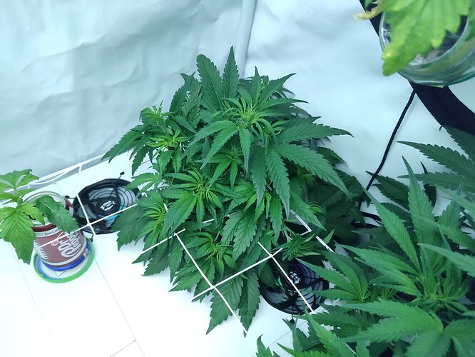 Growreport Bild 3