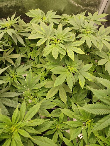 Growreport Bild 1