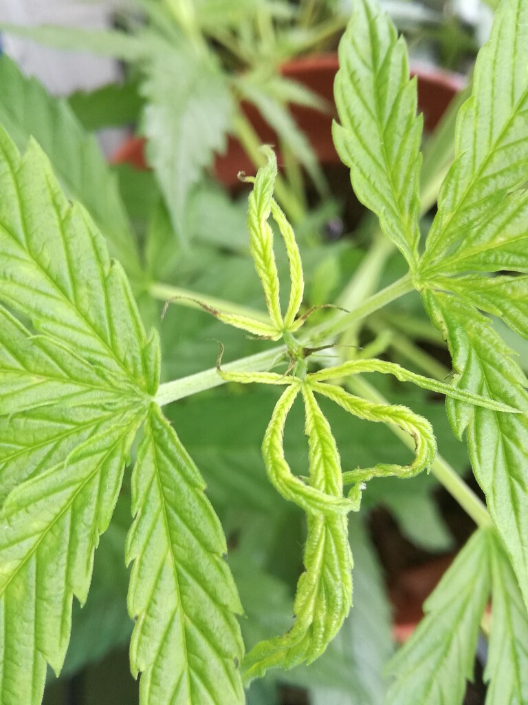Blätterspitzen verfärben und verdrehen sich. Hauptsächlich bei den