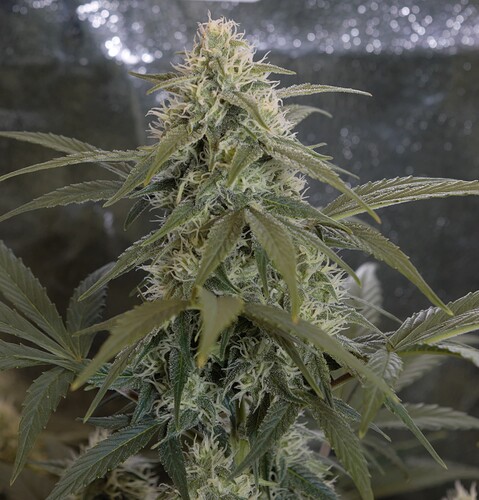 Growreport Bild 6