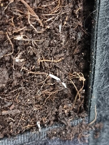 Growreport Bild 94