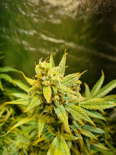 Growreport Bild 6