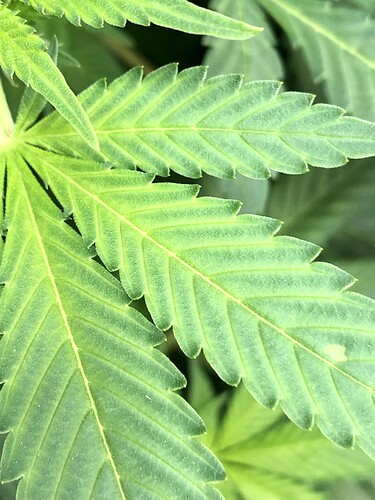 Growreport Bild 2