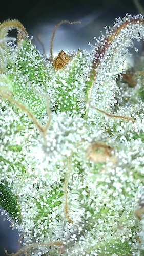 Growreport Bild 18
