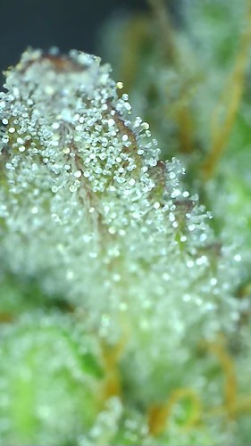 Growreport Bild 7
