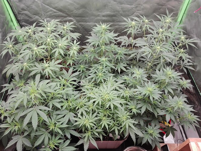 Growreport Bild 26