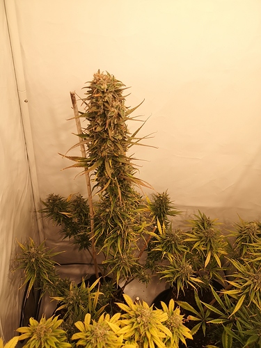 Growreport Bild 4