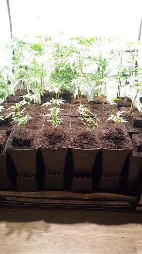 Growreport Bild 33