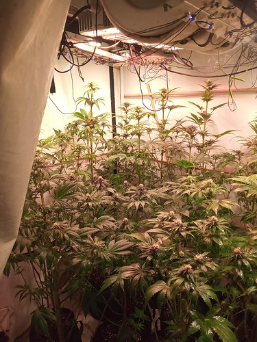 Growreport Bild 62
