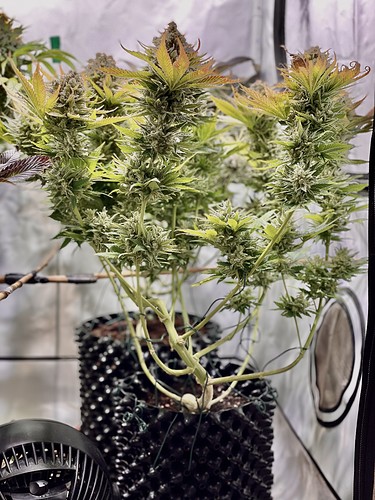 Growreport Bild 5