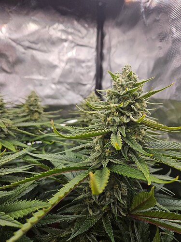 Growreport Bild 27