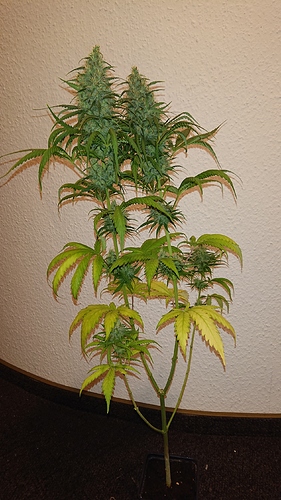 Growreport Bild 9