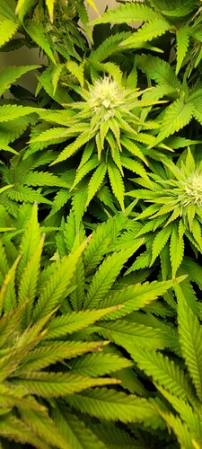 Growreport Bild 5