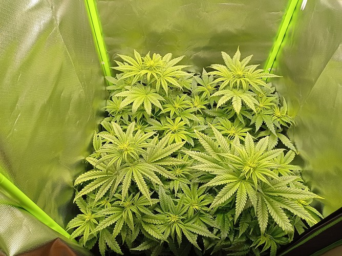 Growreport Bild 1