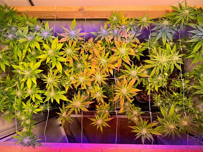 Growreport Bild 6
