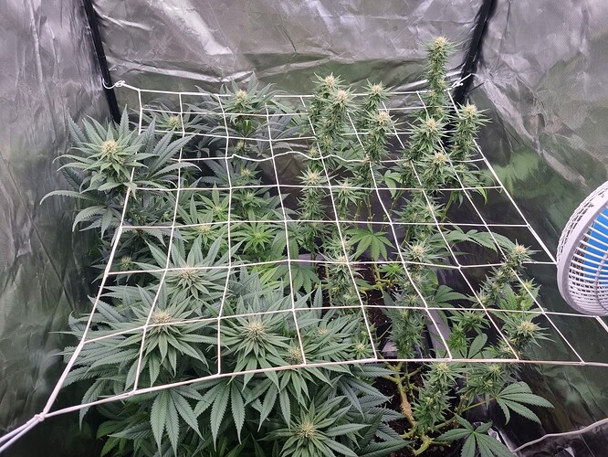 Growreport Bild 15