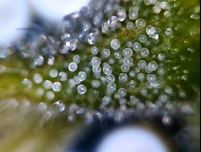 Growreport Bild 20