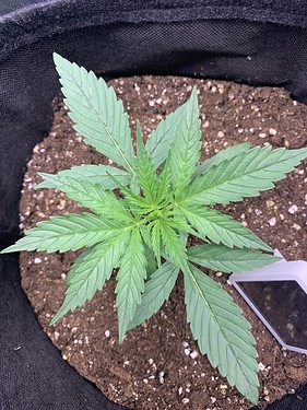 Growreport Bild 3