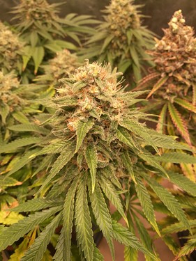 Growreport Bild 9
