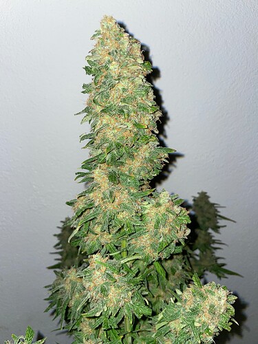 Growreport Bild 13