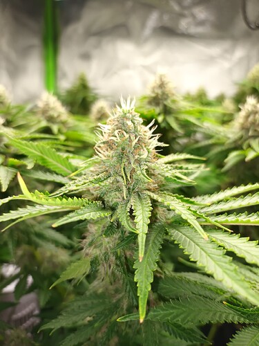Growreport Bild 5