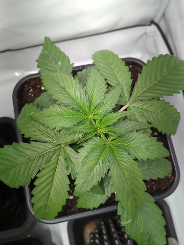 sensiskunk_wt10_nach_umtopfen