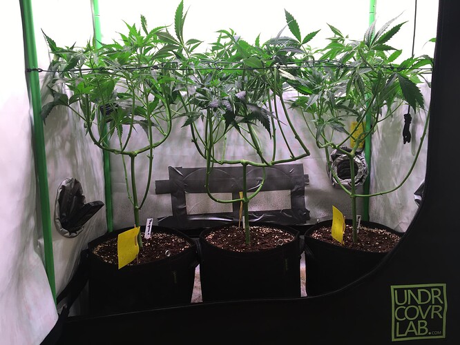 Growreport Bild 4