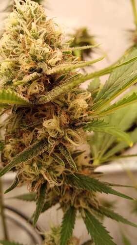 Growreport Bild 60
