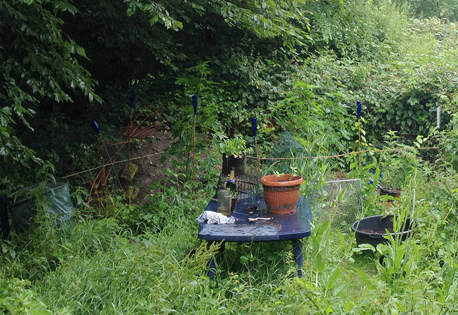 Growreport Bild 4