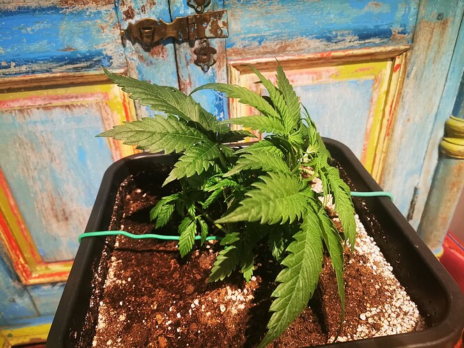 Growreport Bild 7