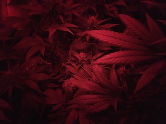 Growreport Bild 5