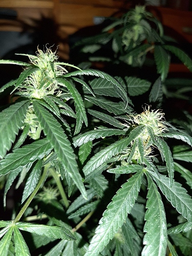 Growreport Bild 3