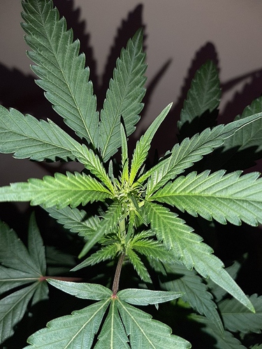 Growreport Bild 12